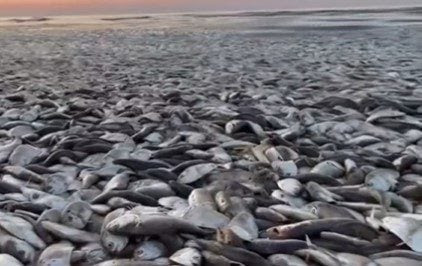 Thousands of Dead Fish Mysteriously Show Up On Texas Coast  Screenshot-2023-06-11-175157