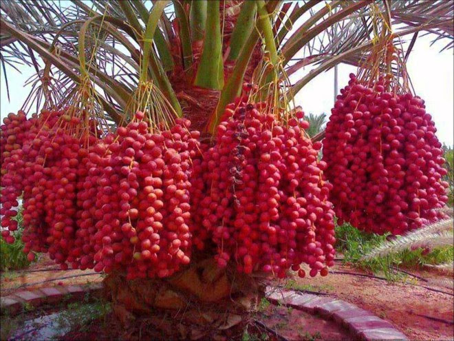 Mãn nhãn với những vườn cây cho ra trái trĩu trịt tưởng chỉ có trong mơ - Ảnh 16.