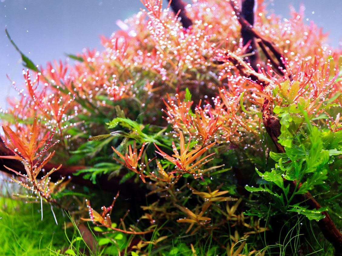 une plante avec des feuilles rouges et vertes et des gouttelettes d'eau dessus