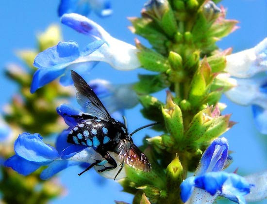 عکس هایی از نمای نزدیک از حشرات و گل ها