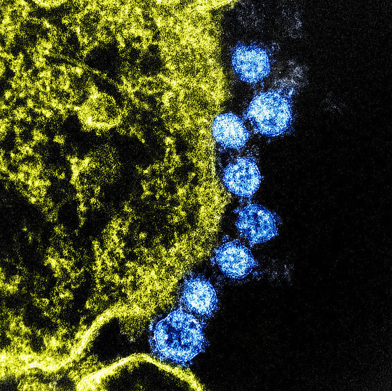 mers coronavirus