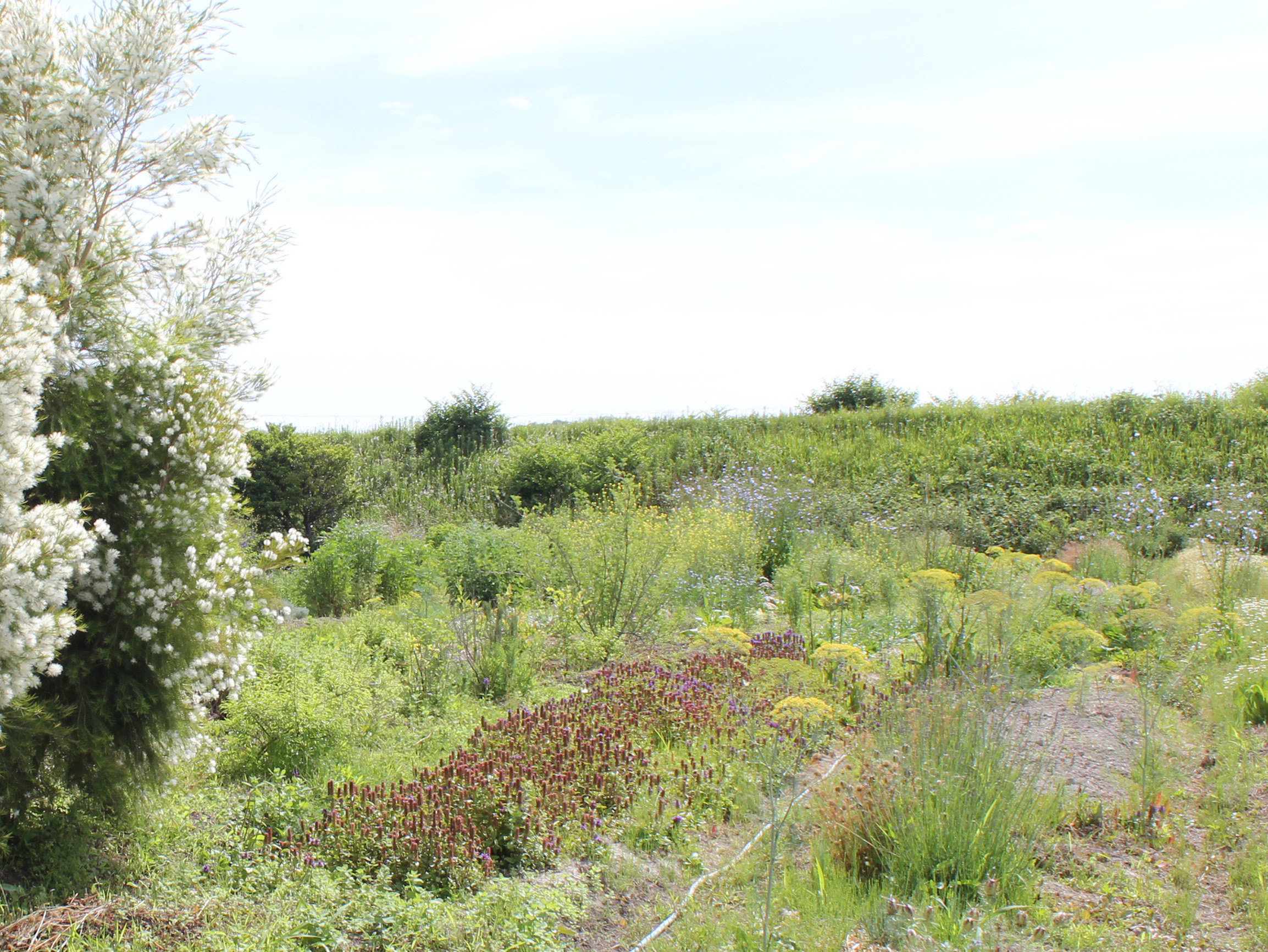 Herb plantation in Hokkaido, Azusa-san works with.