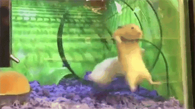 Hamster stuck on a hamster wheel as it's hitting them in the butt GIF
