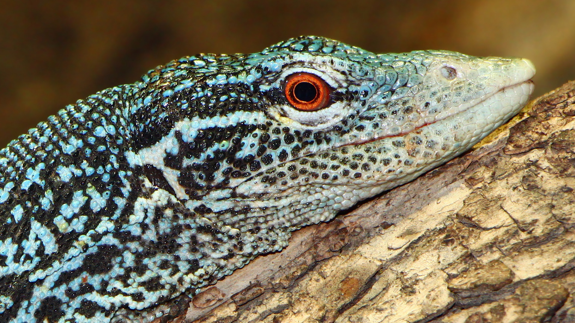 Blue tree monitor lizard