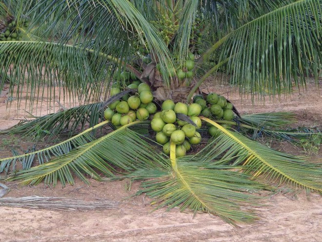 Mãn nhãn với những vườn cây cho ra trái trĩu trịt tưởng chỉ có trong mơ - Ảnh 8.