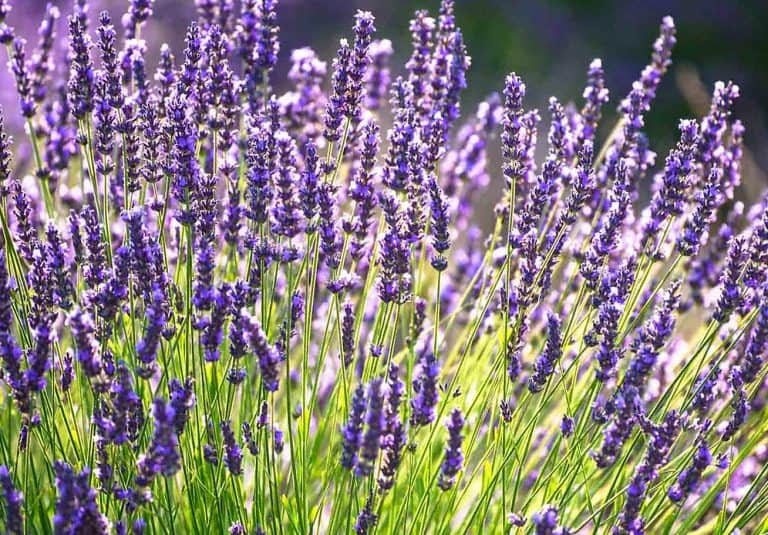 La maravillosa-lavanda-Una-planta-de-múltiples usos