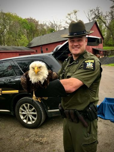 ECO holding large bald eagle