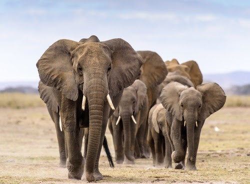 Elephants walking in your direction