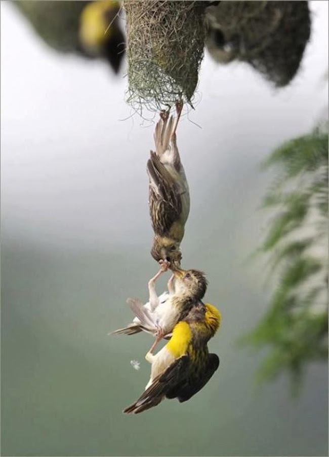 Baby saved after falling from nest. How did someone catch this moment?