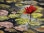 Water lily at Guhagar - Posted on Wednesday, March 25, 2015 by Mandar Marathe