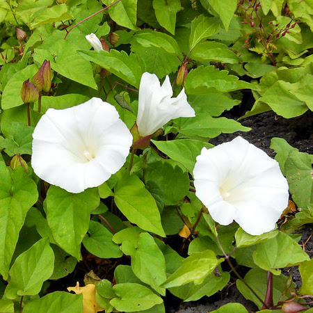 blooming white flowers on green bindweed plant
