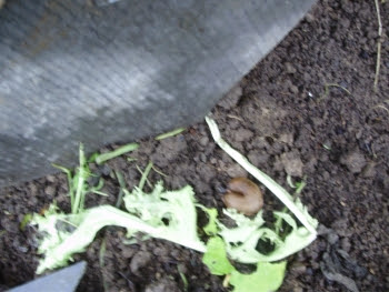 Hiding a lettuce leaf under a slate is a good way to trap unwary slugs!