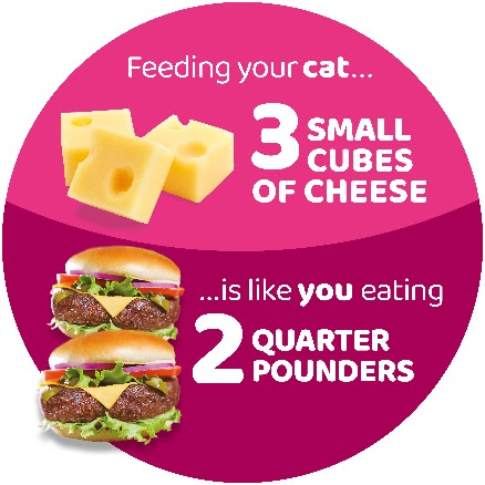 2023 WeighUp Infographics Cat Cheese Burgers 300dpi