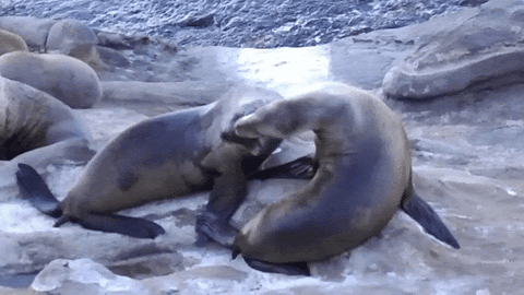 sea lions