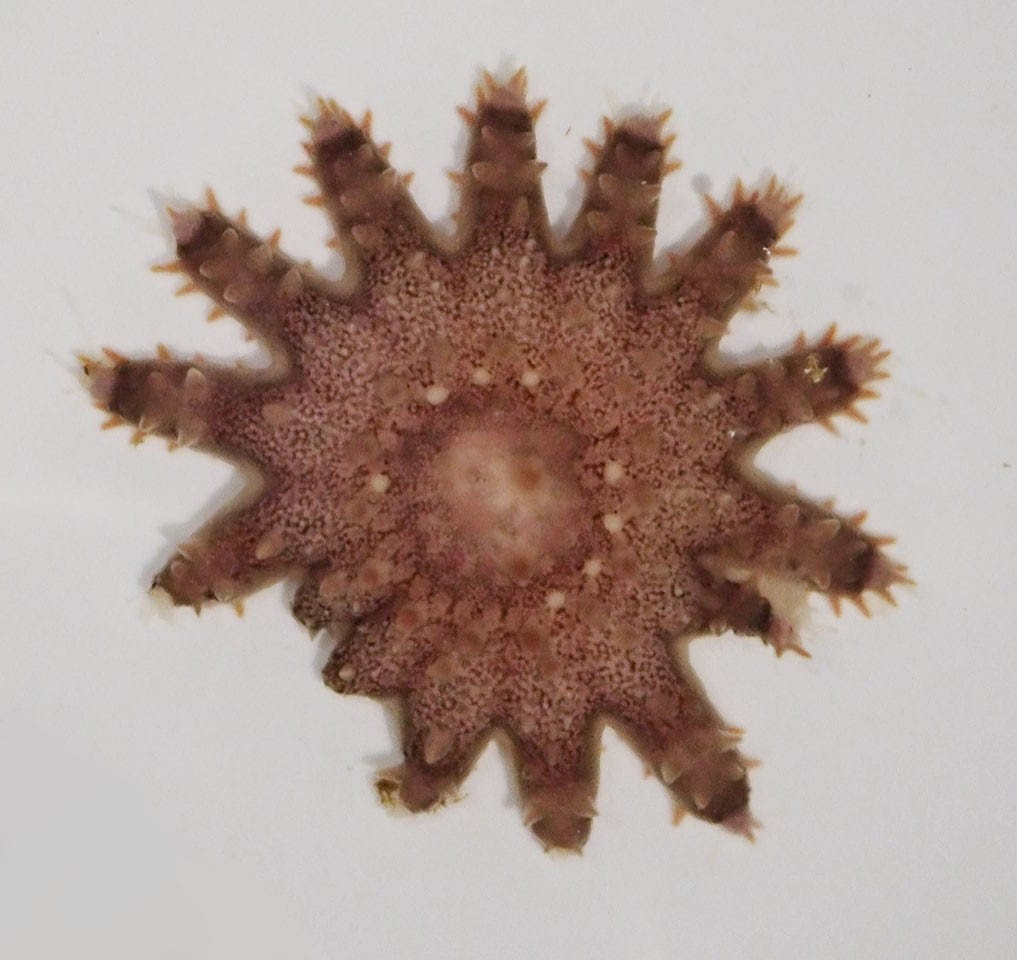 An injured juvenile crown of thorns starfish. Credit: Dione Deaker