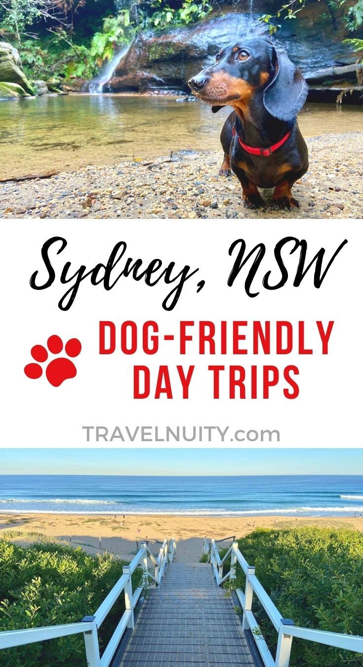 35 DogFriendly Days Out Around Sydney Travelnuity Dog friends