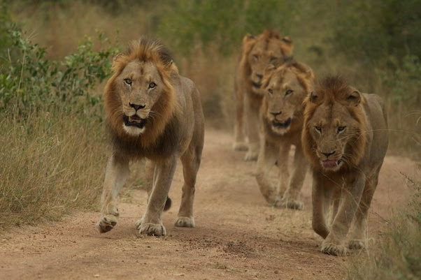 Reason why Lions gang up against a single lion