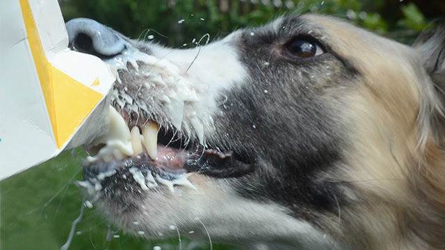 4 Signs You're Feeding Your Dog The Wrong Food