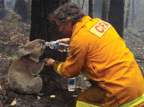 Một nhân viên cứu hỏa đút nước cho một chú gấu túi đang kiệt sức vì khát trong trận cháy rừng dữ dội ở Australia do hạn hán kéo dài gây ra.