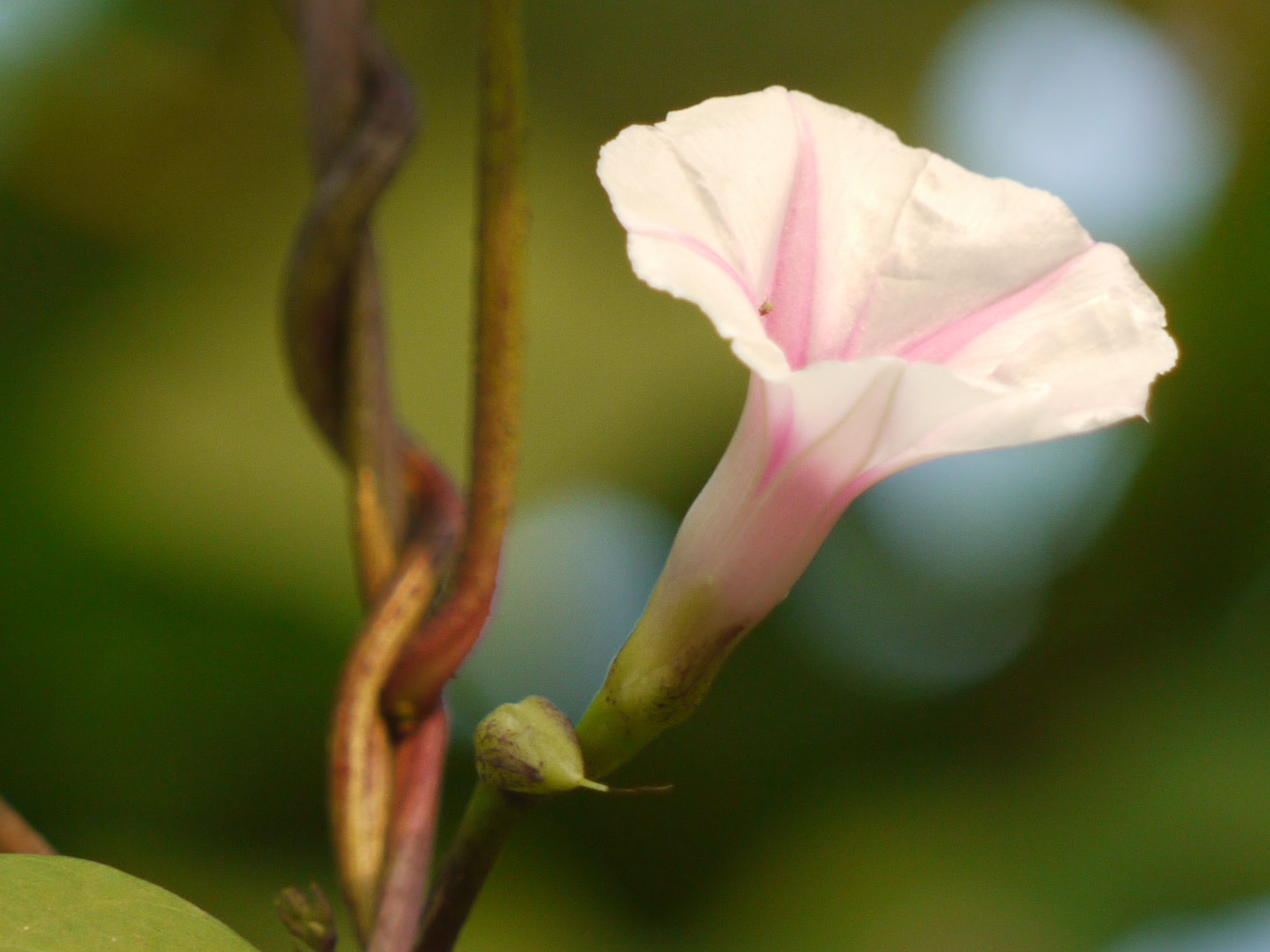 Ipomoea acanthocarpa (Choisy) Hochst. ex Schweinf. & Asch.