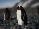 Scientists find evidence of reverse zoonosis in Antarctic birds