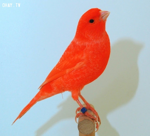 5. Cho một con chim hoàng yến ăn ớt, lông nó sẽ chuyển thành màu đỏ cam,Những điều thú vị trong cuộc sống,có thể bạn chưa biết