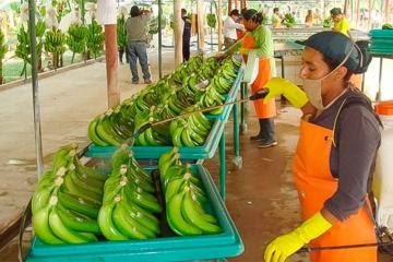 En riesgo 9.000 hectáreas de banano orgánico en Piura por Fusarium Raza 4 Tropical