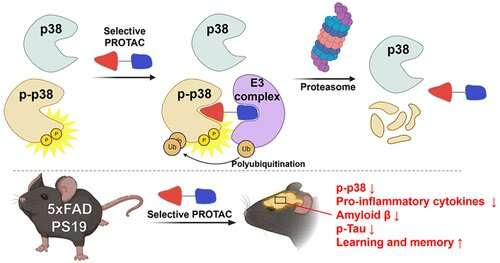 Degrading modified proteins could treat Alzheimer's, other 'undruggable' diseases