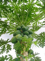 Photo_2_papaya_tree_bearing_fruit