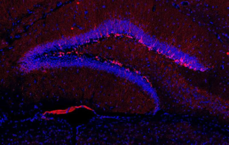 Old neurons can block neurogenesis in mice