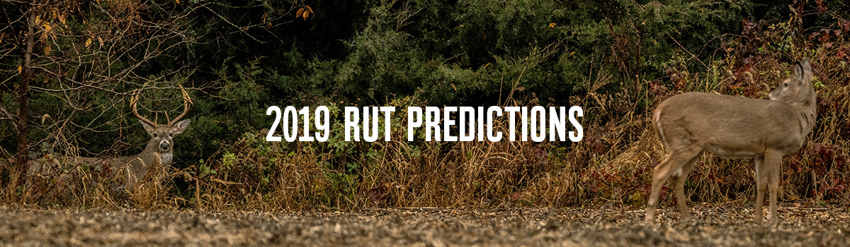 2019 Rut predictions