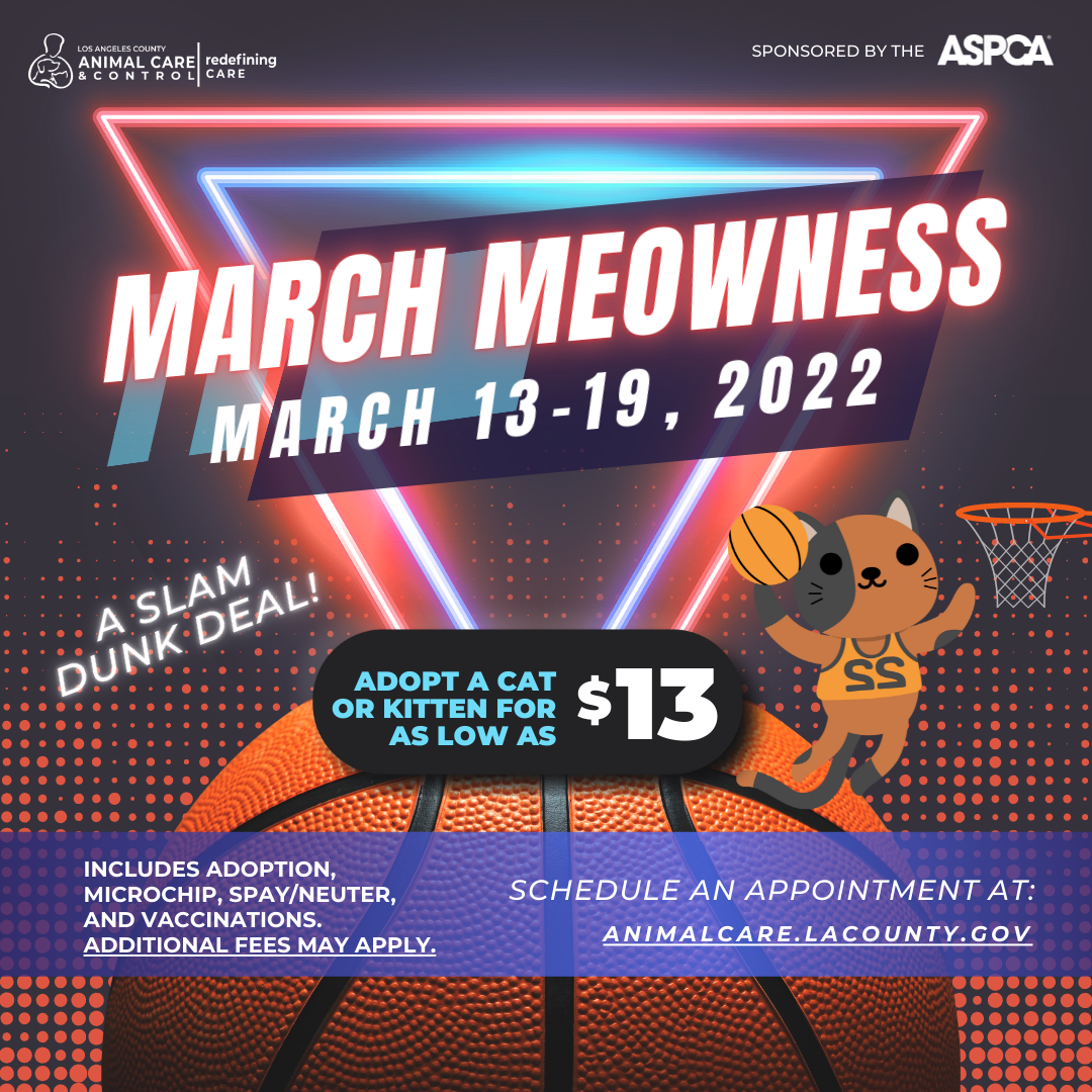 March Meowness