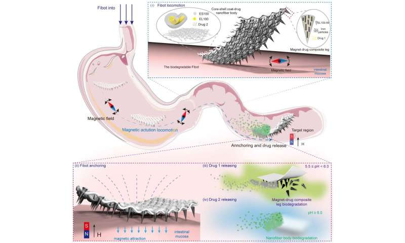 Nanofiber-based biodegradable millirobot that can release different drugs in targeted positions in the intestines