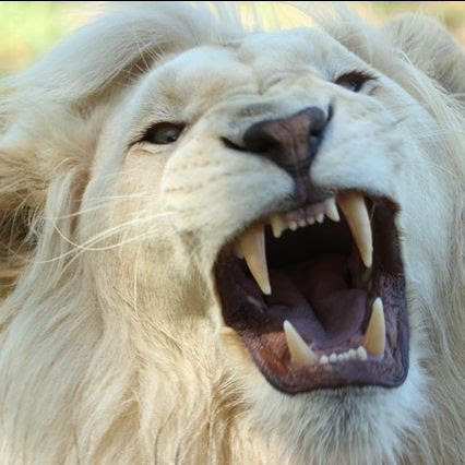 Lion with open mouth