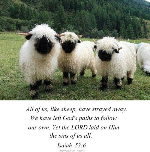 All we like sheep have gone astray; we have turned—every one—to his own way; and the LORD has laid on Him (Jesus) the iniquity of us all. Isaiah 53:6How is your walk with God? Are you walking far away from Him?Some of us believe that we have...
