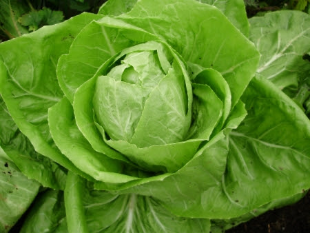 Hearting chicory Sugar Loaf or 'Pain de Sucre' - another winter standby in the polytunnel or outside