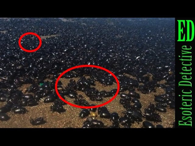 INSANE SWARM OF BEETLES FLOODS ARGENTINA beaches LIKE A HORROR MOVIE and scientist do not knows why  Sddefault