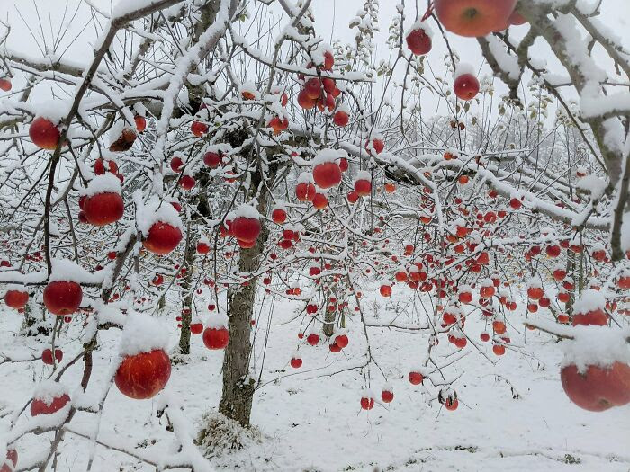 Apple                                                           Orchard After                                                           A Snowfall