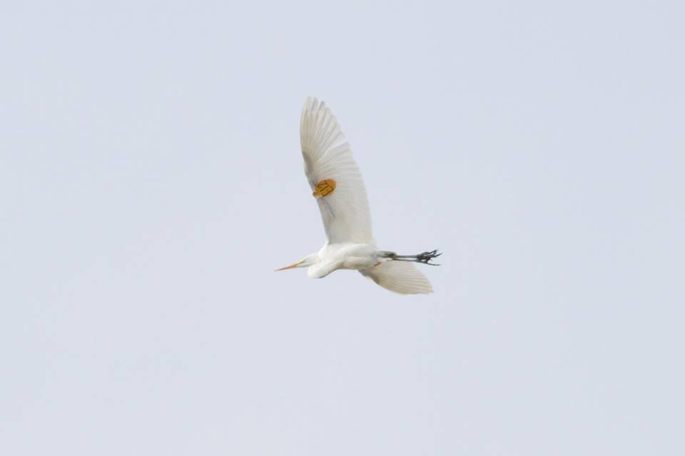 Tagged Egret at Cape May Point © Sam Galick
