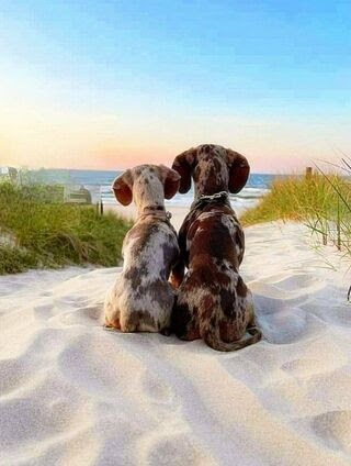 Beach-Buddies-dogs