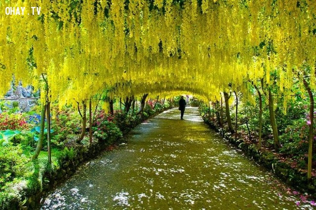 Hoa Kim Tước: Anh yêu em mãi mãi.,ngôn ngữ các loài hoa,hoa đẹp,hoa ngữ