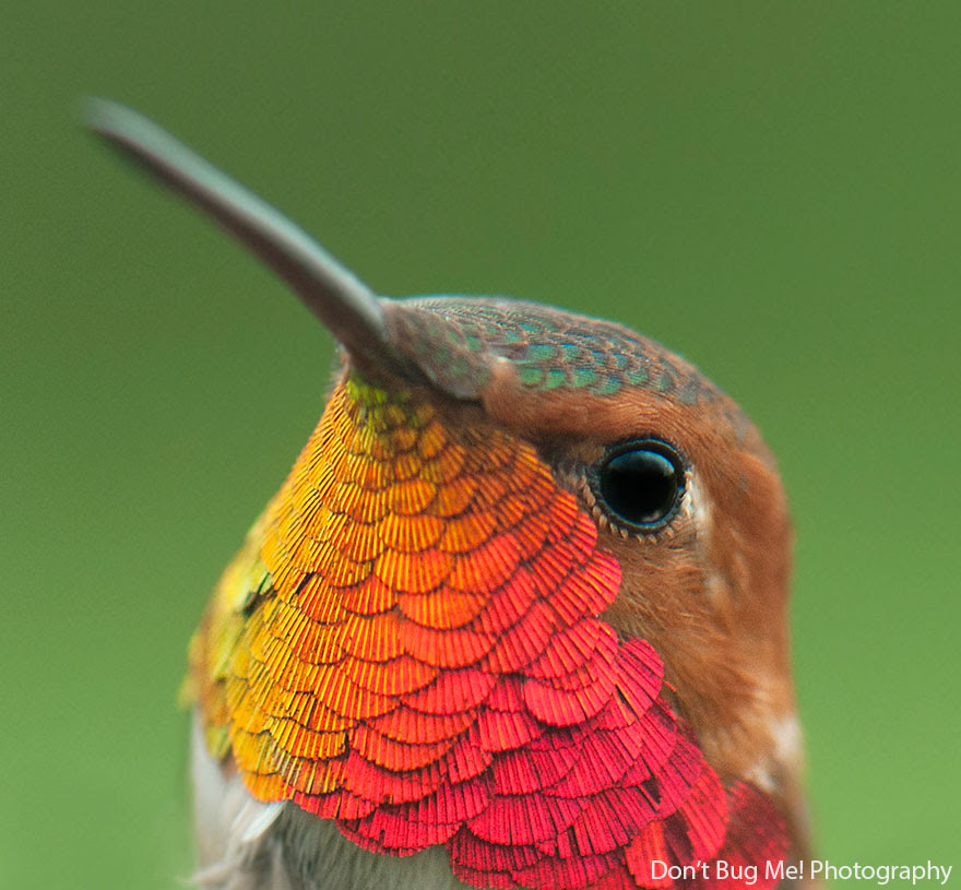 BREATH-TAKING HUMMINGBIRD CLOSE-UPS Cute-beautiful-hummingbird-photography-121