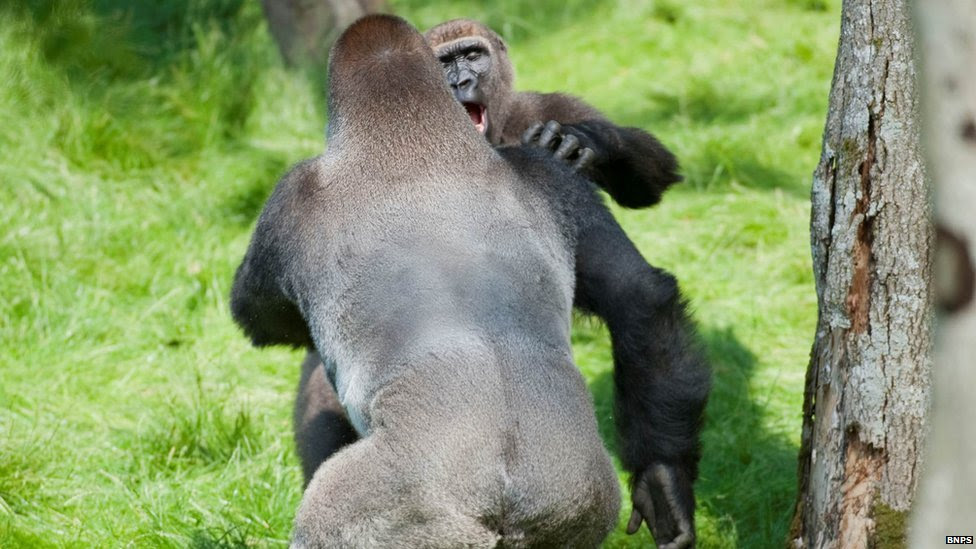 Kesho (on the left) and Alf embrace each other in a hug at Longleat Safari Park