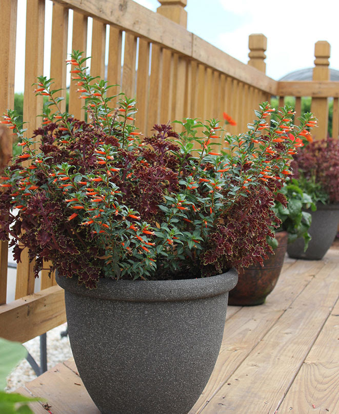 DESIGNING GORGEOUS CONTAINER GARDENS 5-Pay-Attention-to-Foliage