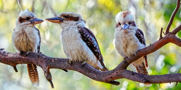 Three kookaburras on a tree branch