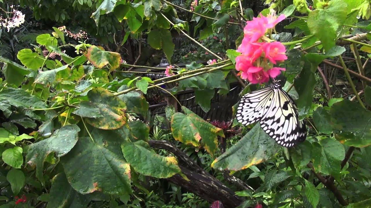 This event will impact traffic, parking, and wayfinding in. Florida Museum of Natural History Butterfly Exhibit YouTube