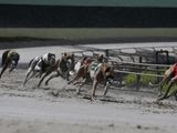 FILE - In this Oct. 4, 2018, file photo, greyhound dogs sprint around a turn during a race at the Palm Beach Kennel Club, in West Palm Beach, Fla. Florida&#39;s greyhound racing industry is asking a federal judge to revoke an amendment voters approved last year banning dog racing in Florida, saying the process was unconstitutional. (AP Photo/Brynn Anderson, File) **FILE**