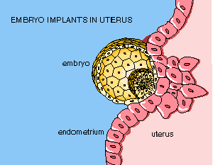 Embryo implantation in the maternal uterus is

better known by new technology
