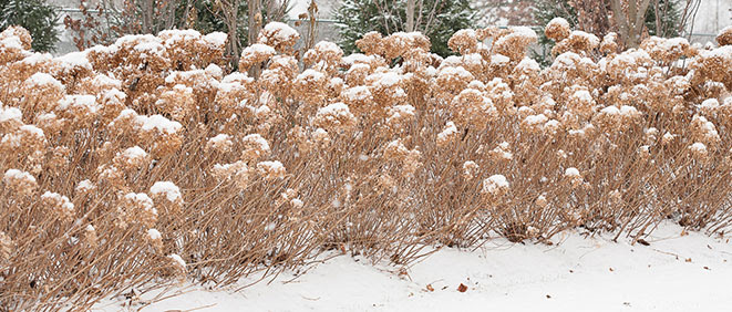PRUNING – IT’S WORTH YOUR TIME Incrediball-Hydrangea-winter_Proven-Winners-GS