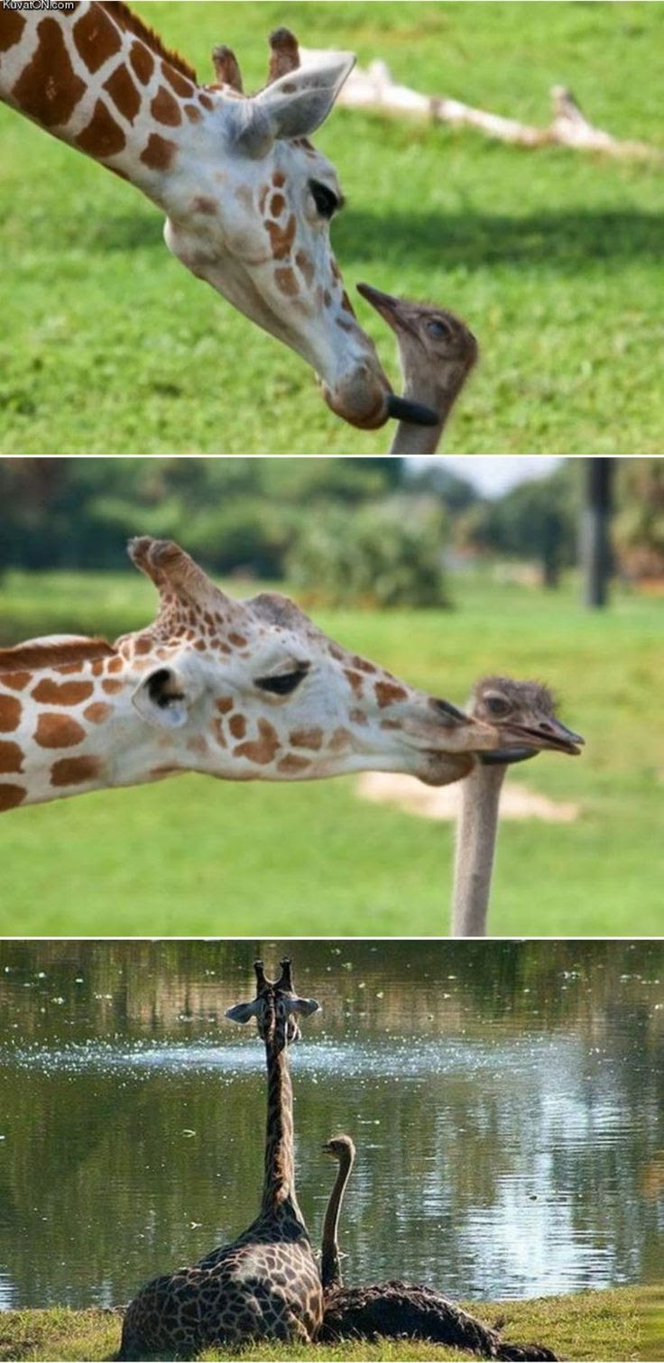 Giraffe and Ostrich friends - Interspecies bond. And animals have no feelings..PSH YES they do!